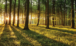 Bøgeskov med sol og skovbund - Køb fototapet i non-woven