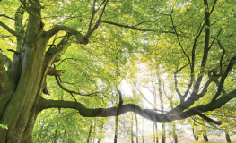 Grøn bøgeskov med stort træ - Køb fototapet med skov