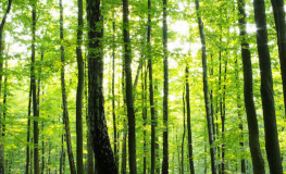 Grøn skov med grøn skovbund 416cm. - Køb bred fototapet online