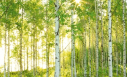 Birkeskov sunday - Køb billig fototapet af en grøn birkeskov fra Komar