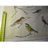 Små fugle wallstickers med fugle på grene til at klistre på væggen Små fugle wallstickers med fugle på grene til at klistre på væggen