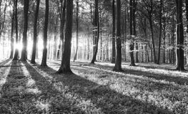 Sort hvid bøgeskov non-woven - Køb fototapet med en skov
