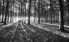 Sort hvid bøgeskov non-woven - Køb fototapet med en skov