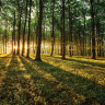 Bøgeskov med sol og skovbund - Køb fototapet i non-woven