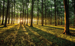 Bøgeskov med sol og skovbund - Køb fototapet i non-woven