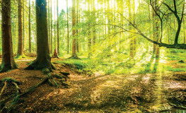 Grøn skov med vandløb - Køb fototapet i non-woven kvalitet