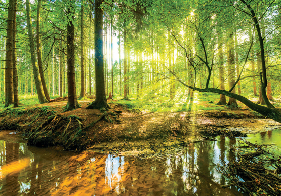 Grøn skov med vandløb - Køb fototapet i non-woven kvalitet