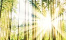 Grøn gran skov med sol - Køb fototapet med grantræer