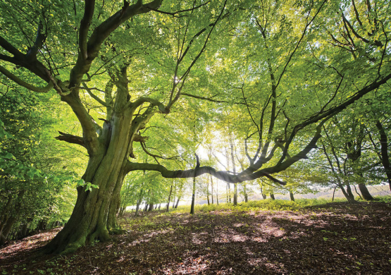 Grøn bøgeskov med stort træ - Køb fototapet med skov