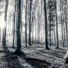 Bøgeskov i sort-hvid - Køb non-woven fotostat med skov