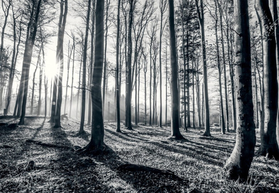 Bøgeskov i sort-hvid - Køb non-woven fotostat med skov