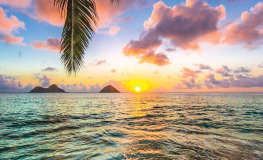 Havudsigt med solnedgang og palmer - Køb fototapet her