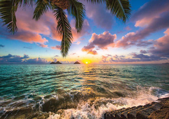 Havudsigt med solnedgang og palmer - Køb fototapet her