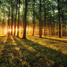 Bøgeskov med varm solnedgang - Køb non-woven fototapet her Bøgeskov med varm solnedgang - Køb non-woven fototapet her