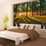 Bøgeskov med varm solnedgang - Køb non-woven fototapet her Bøgeskov med varm solnedgang - Køb non-woven fototapet her