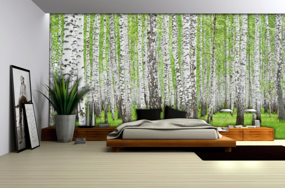 Birkeskov med birkestammer og grøn skovbund - Køb fototapet her