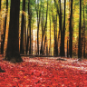 Bøgeskov med vissen rød skovbund - Køb fototapet med skov
