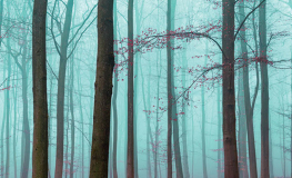 Diset skov med rød skovbund - Køb non-woven fototapet