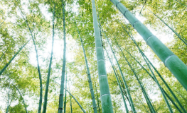 Grøn Bambusskov Non-woven - Køb et fototapet i god kvalitet