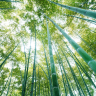 Grøn Bambusskov Non-woven - Køb et fototapet i god kvalitet