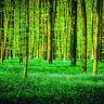 Grøn bøgeskov med blomstrende skovbund - Køb non-woven fototapet