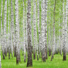 Skov med birketræer og birkestammer - Køb fototapet med birkeskov