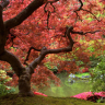 Japansk ahorn med røde blade og sø bagved - Køb non-woven fototapet