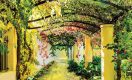 Pergola med blomstrende slyngplanter - Køb non-woven fototapet