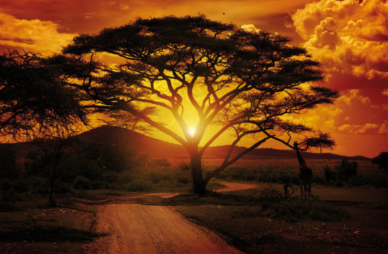 Solnedgang på savannen Non-woven - Køb fototapet billigt online
