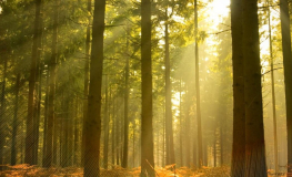 Skov med grantræer og solnedgang - Køb non-woven fototapet