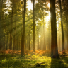 Skov med grantræer og solnedgang - Køb non-woven fototapet