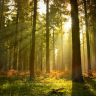 Skov med grantræer og solnedgang - Køb non-woven fototapet Skov med grantræer og solnedgang - Køb non-woven fototapet