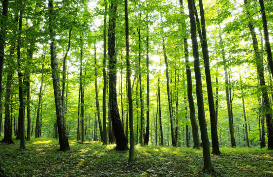 Grøn skov med grøn skovbund Non-woven - Køb non-woven fototapet