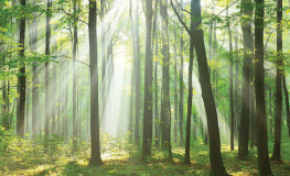 Bøgeskov med solskin gennem træerne - Køb non-woven fototapet
