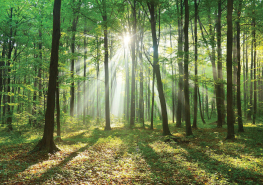 Bøgeskov med solskin gennem træerne - Køb non-woven fototapet
