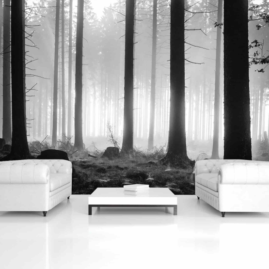 Sort hvid diset grand skov - Køb fototapet med grandtræer i grandskov