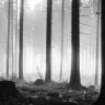 Sort hvid diset grand skov - Køb fototapet med grandtræer i grandskov