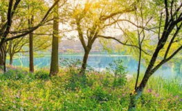 Skovsø - Køb et billigt fototapet med en flot skov sø