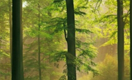 Efterårs Bøgeskov - Køb fototapet med en grøn bøgeskov om efteråret