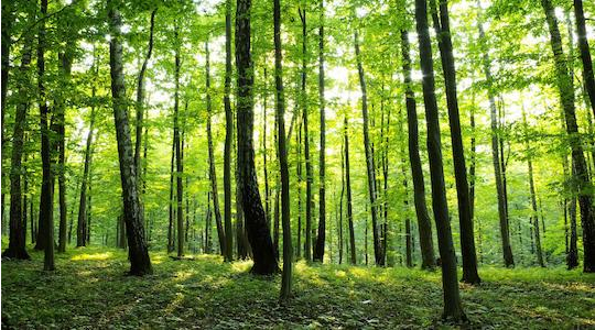Skove og træer fototapet → Stort udvalg i fototapeter med skov og natur