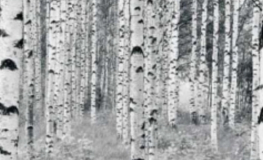 Woods Birkestammer - Køb flot fotostat med birketræer