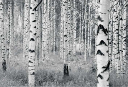 Woods Birkestammer - Køb flot fotostat med birketræer