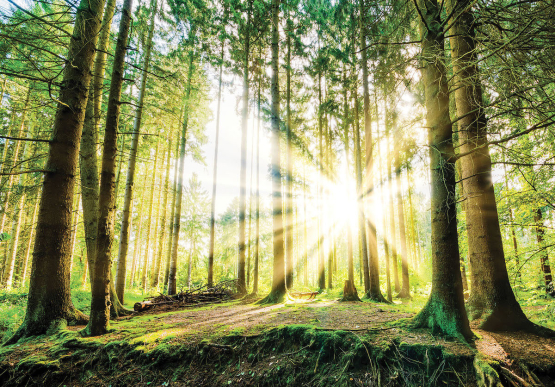 Skov med grantræer Non-woven - Køb fototapet med skov og sol