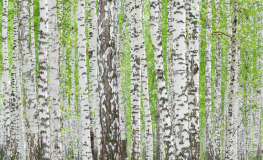 Birkeskov med birkestammer og grøn skovbund - Køb fototapet her