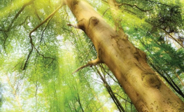 Stort træ i grøn skov Non-woven - Køb fototapet i god kvalitet