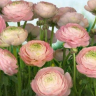 Gentle Rose - Køb fotostat med flotte bonderoser online her!