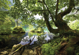 Skovsø med træer og klipper - Køb fototapet med grøn skov online