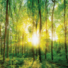 Idyllisk grøn skov med solstråler - Køb flotte fototapeter her!