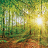 Grøn skov med rød skovbund - Køb flotte fototapeter her!