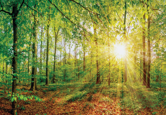 Grøn skov med rød skovbund - Køb flotte fototapeter her!